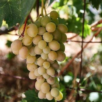 Виноград неукрывной ‘Амурский белый’